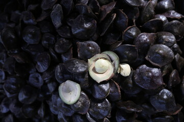 Fresh Archidendron Pauciflorum (jengkol,jering) Jengkol is one of favorite Indonesian and Malaysian vegetables.