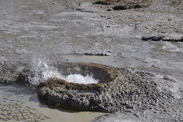 Geyser Yellowstone