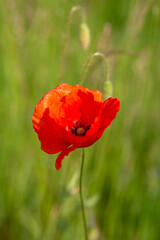 
red poppy in a green field