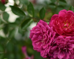 Pink, little roses with lots of copypace