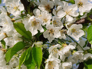 Blooms Pear