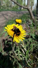 bee on a dandelion
