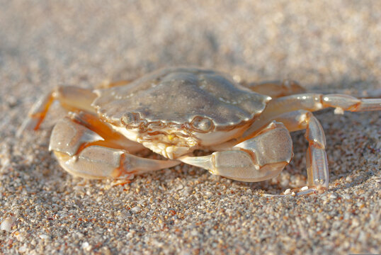 Close-up of a crab on Mezhvodnoe beach