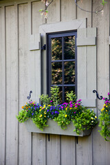 Purple and Yellow Flowers outdoors