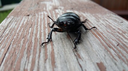 black beetle on wood