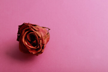rosa seca roja vista desde arriba sobre fondo rosa para el dia de san valentin