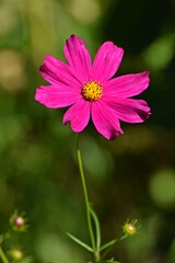 Obraz premium Kwiat na zielonej łodydze