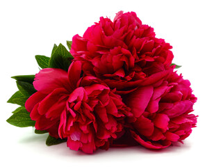 Bouquet of red peonies.