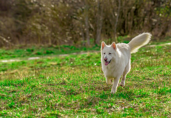 White joyful beautiful fluffy swiss shepherd dog runs on green grass
