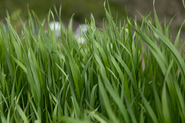 Fototapeta na wymiar green grass landscape