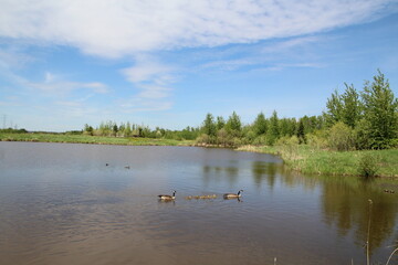 Naklejka na ściany i meble Spring Day On The Lake, Pylypow Wetlands, Edmonton, Alberta