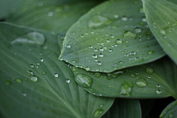 Green leaves coverd with raindrops