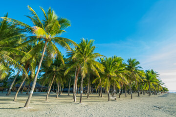 Palm trees on the white sand beach on Caribbean Sea, tropical holiday