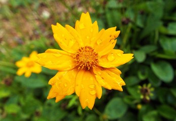 Yellow Butterfly Bush