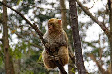 Macaque standing on a branch
