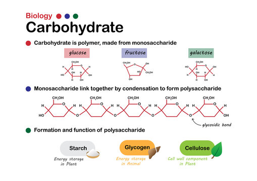 Biology diagram show structure and formation of carbohydrate, made from sugar, monosaccharide and function of starch, glycogen and cellulose.