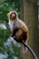 Macaque looking top while on a branch