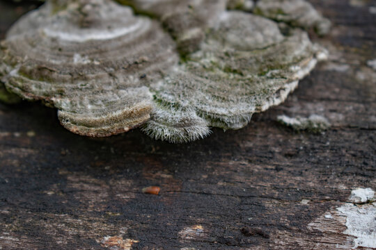 Tree fungi. unfocused tree mushroom. nature background. wood texture