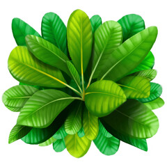 Realistic Illustration Gouache Digital Painting. Green Tropical Leaves Isolated on White Background.