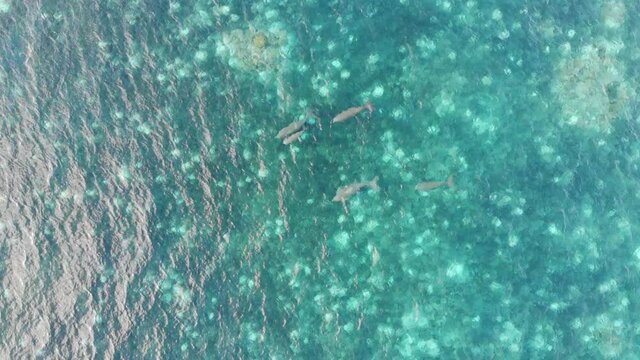 The family of mammals animal called dugongs in the green coral reef