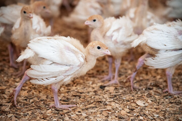 little turkey chicks in a corral with sawdust on a poultry farm. raising birds for meat. Thanksgiving Day. cramped farm pens
