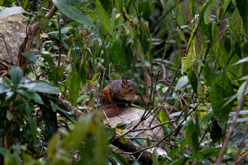 Baby squirell on a rock in a forest