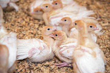 turkey chicks are fed in a pen with sawdust at the poultry farm. growing chicks for sale. bred turkeys
