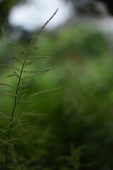 Feathery, bright, green gras in front of a dark, green Background