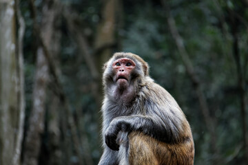Dramatic macaque facial expression
