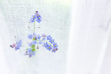 Forget-me-not wildflowers on a window are stuck in a mosquito net. Vintage, retro, old window in a rustic house. Delicate light blue flowers. Selective focus, soft focus, high key. Place for text.