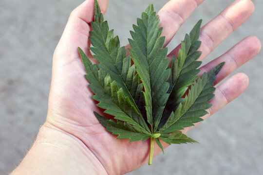 green leaf of hemp on the palm of a man. medicinal herbs