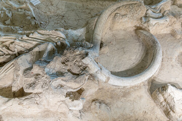 The bones of a Columbian Mammoth at a dig site in Waco, Texas, USA.