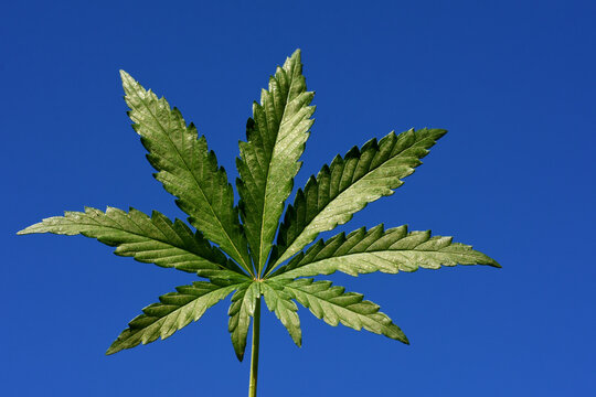 green cannabis leaf on a blue background. medicinal herbs