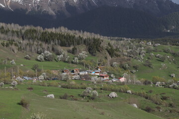 Scenic panoramic landscape of a picturesque green mountain valley in spring. Historic village with blossoming trees and traditional houses.Savsat/ARTVİN/TURKEY