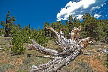 Fototapeta na wymiar Bristlecone Pines fallen on Mt. Evans in Colorado.