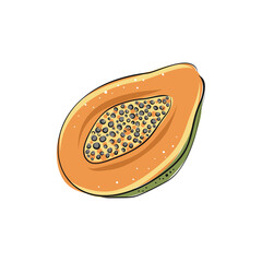 Hand drawn papaya. Fresh organic food. Vector illustration with sketch fruit.
