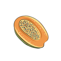 Hand drawn papaya. Fresh organic food. Vector illustration with sketch fruit.