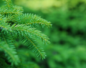 green spruce branch 