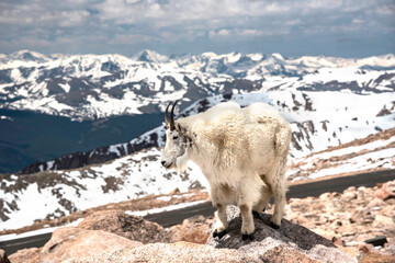 Mountain Goat stands in the snowy landscape on top of Mt. Evans.