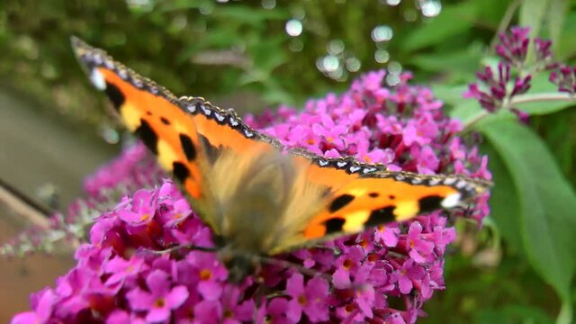 A Butterfly collecting nectar from a purple Buddleia bush