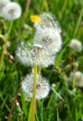 Pusteblume