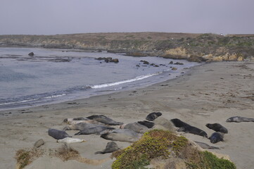 sea elephants california 