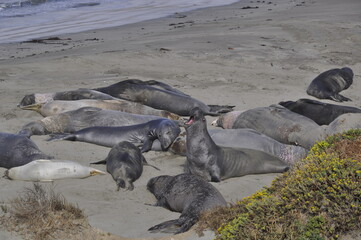 sea elephants california 