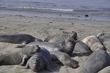 sea elephants california 