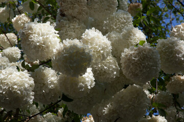 white flowers on a bush