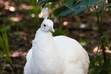 White Peacock in the shade