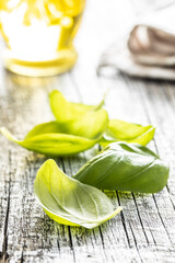 Green basil leaves on white wooden table.