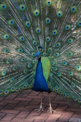 Obraz premium peacock with feathers out