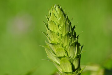 dans le vert