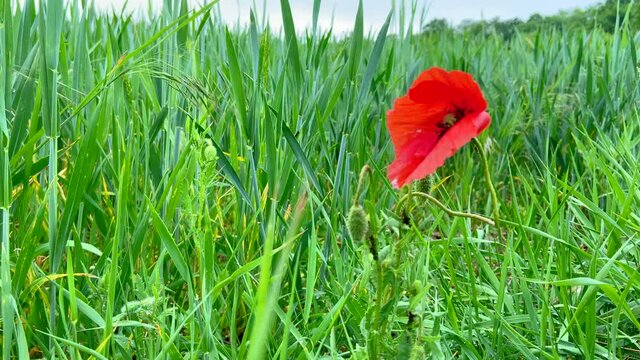 a red poppy in a fild with green grass and a little wind